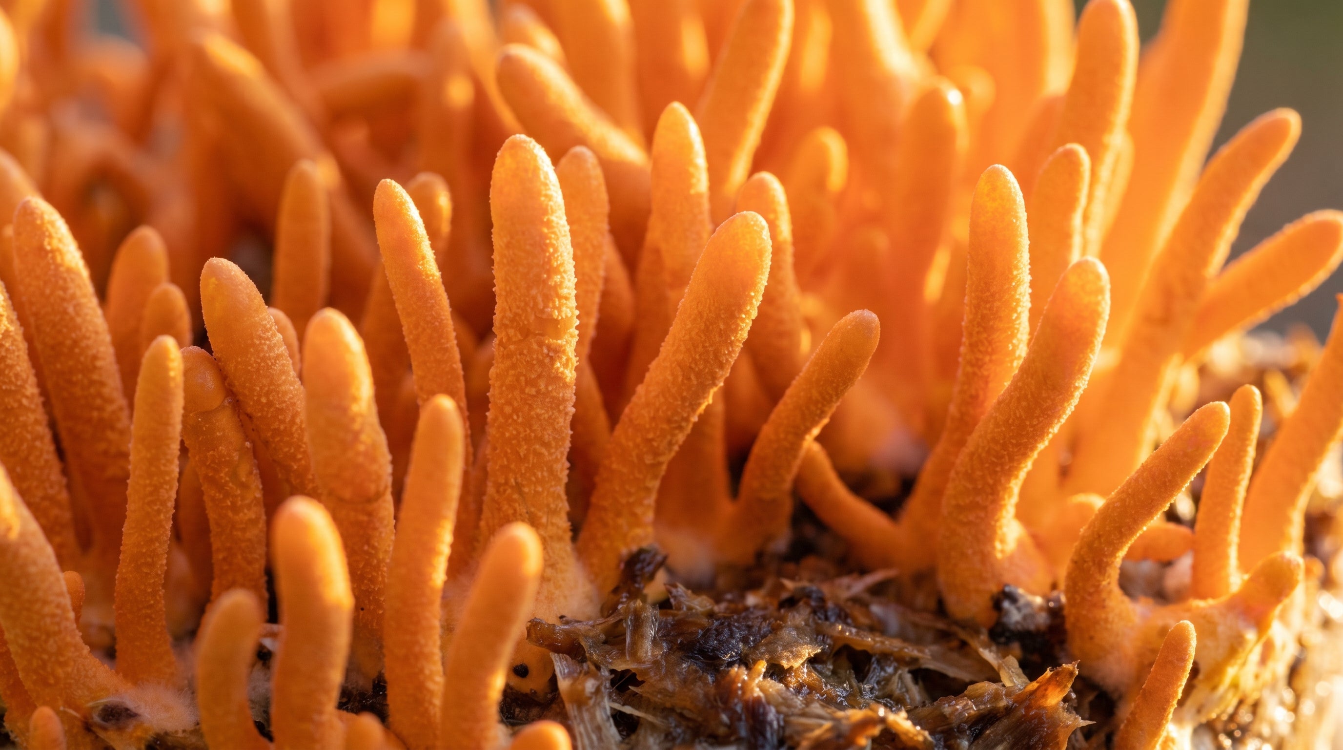 Cordyceps Energy