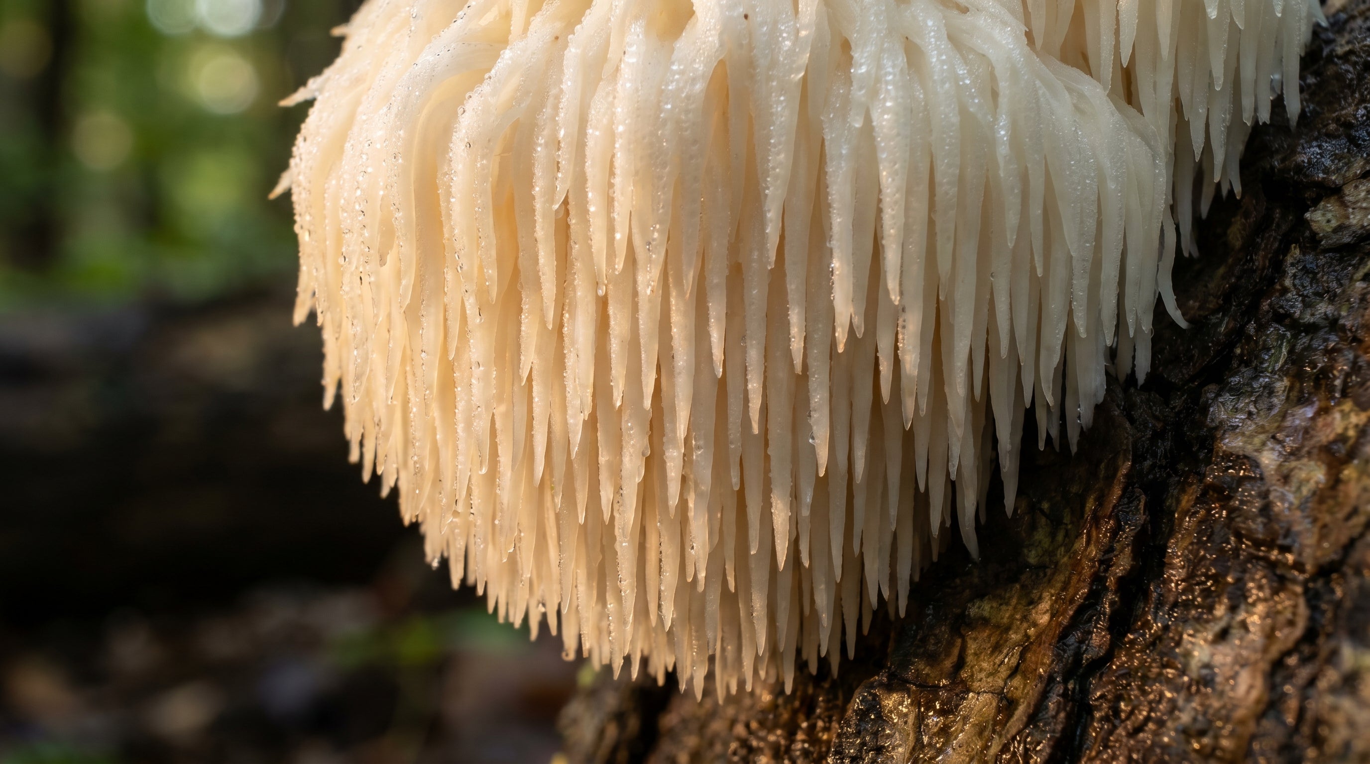 Lion's Mane Brain