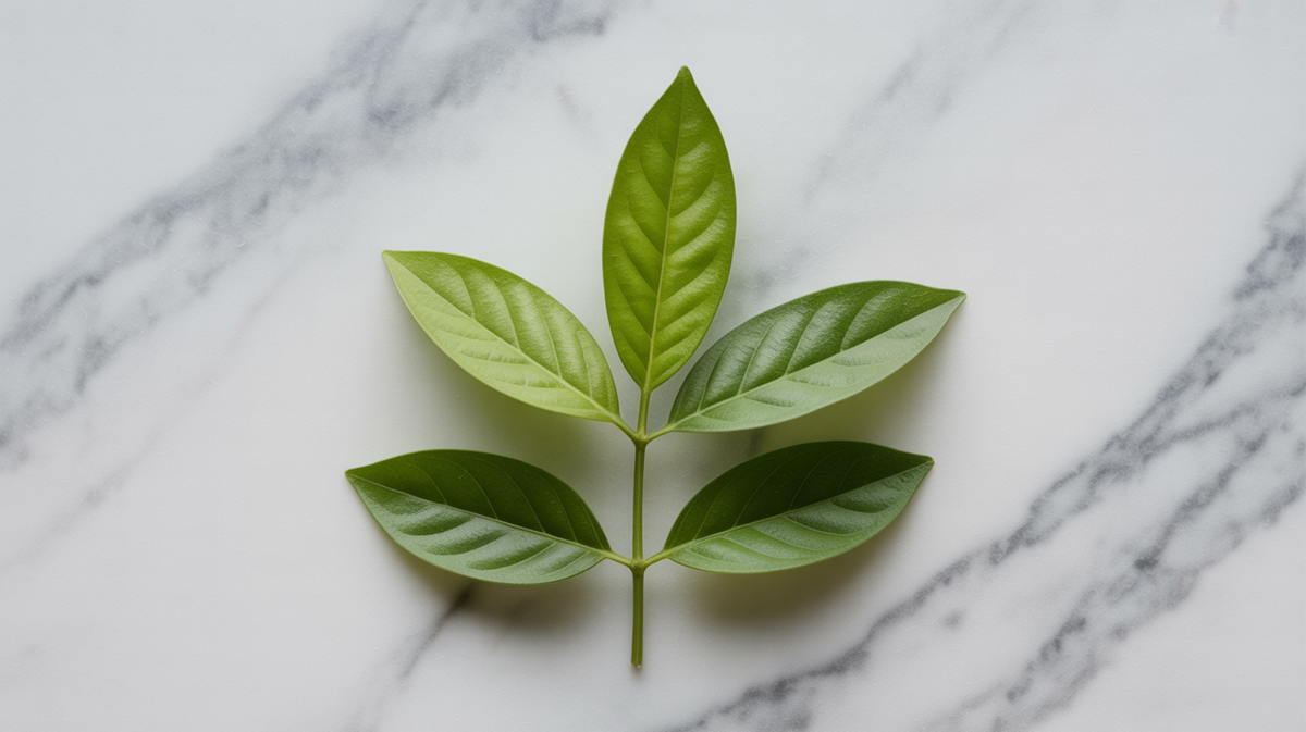 Atemoya Leaf