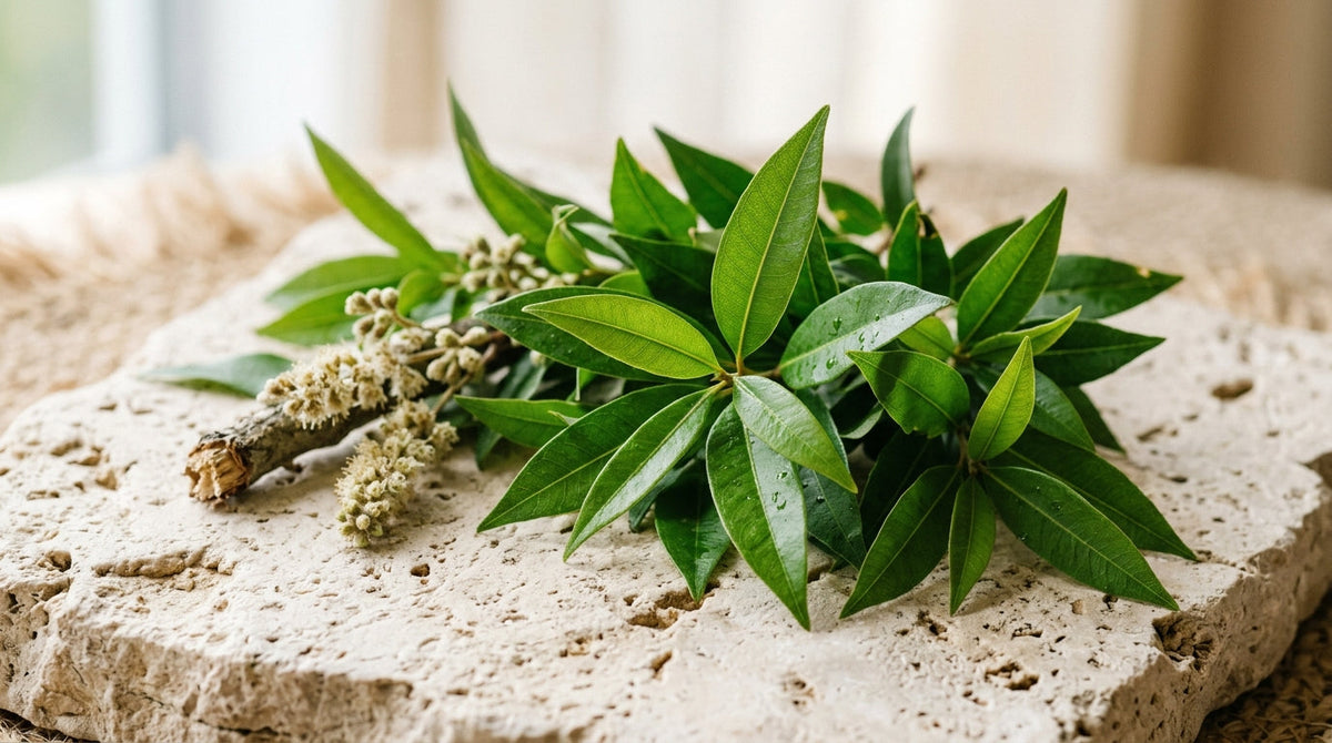 Lemon Myrtle