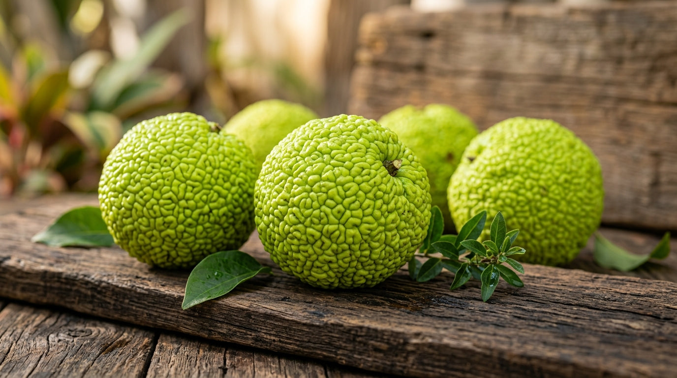 Osage Orange