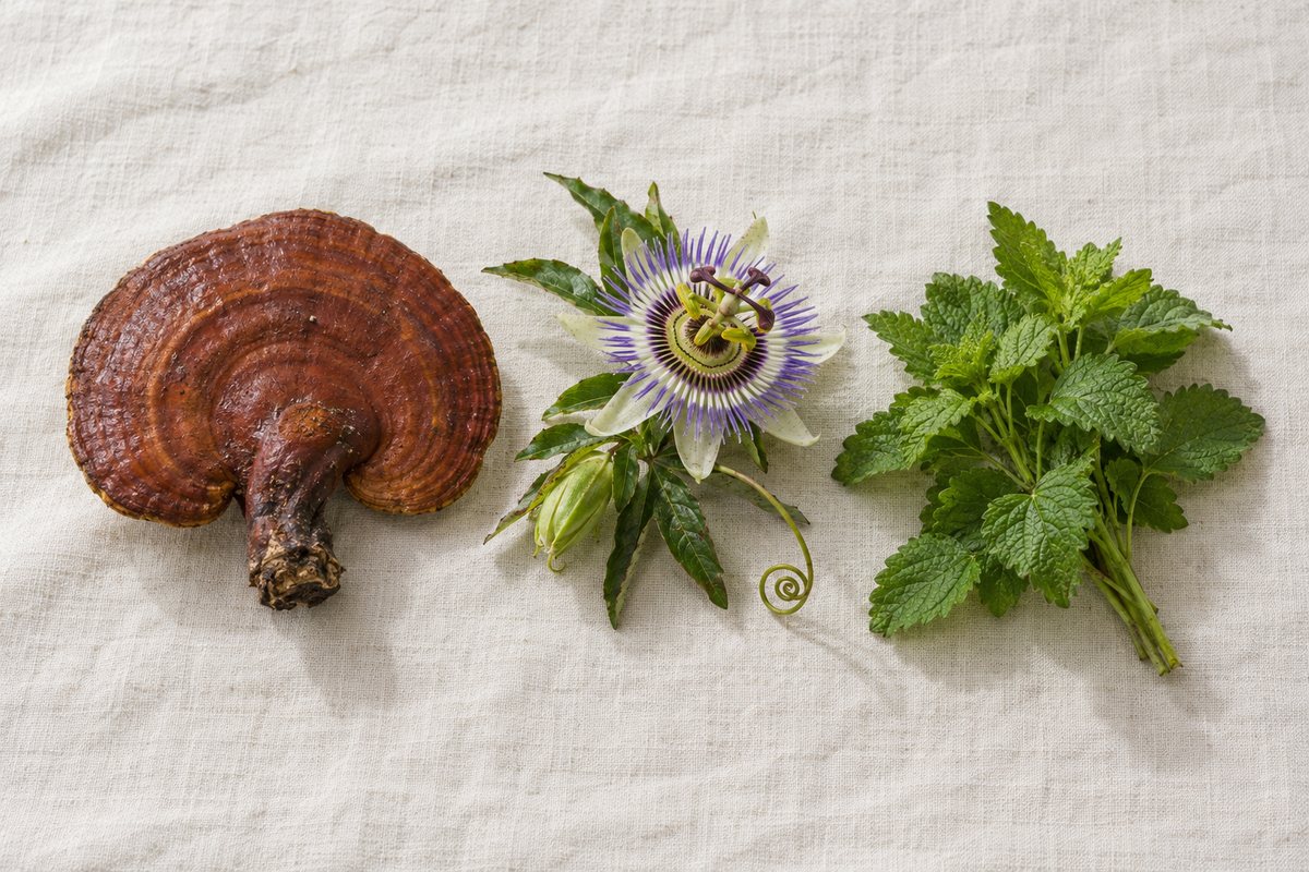 Hush sleep gummies with reishi and passionflower