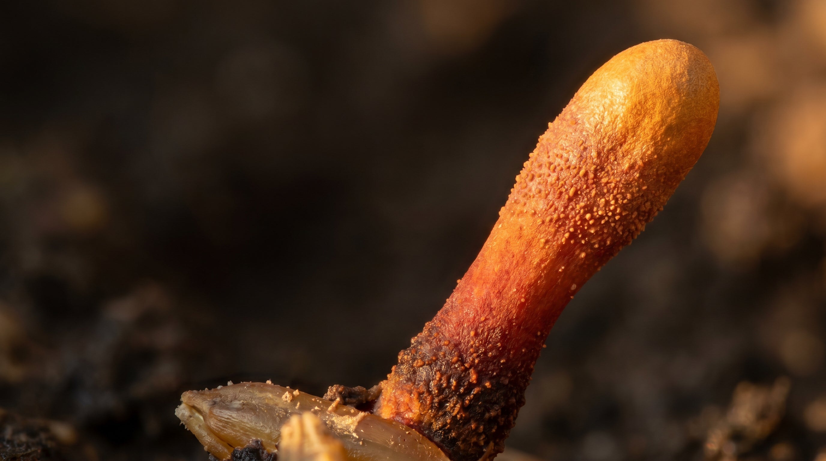 Cordyceps Benefits