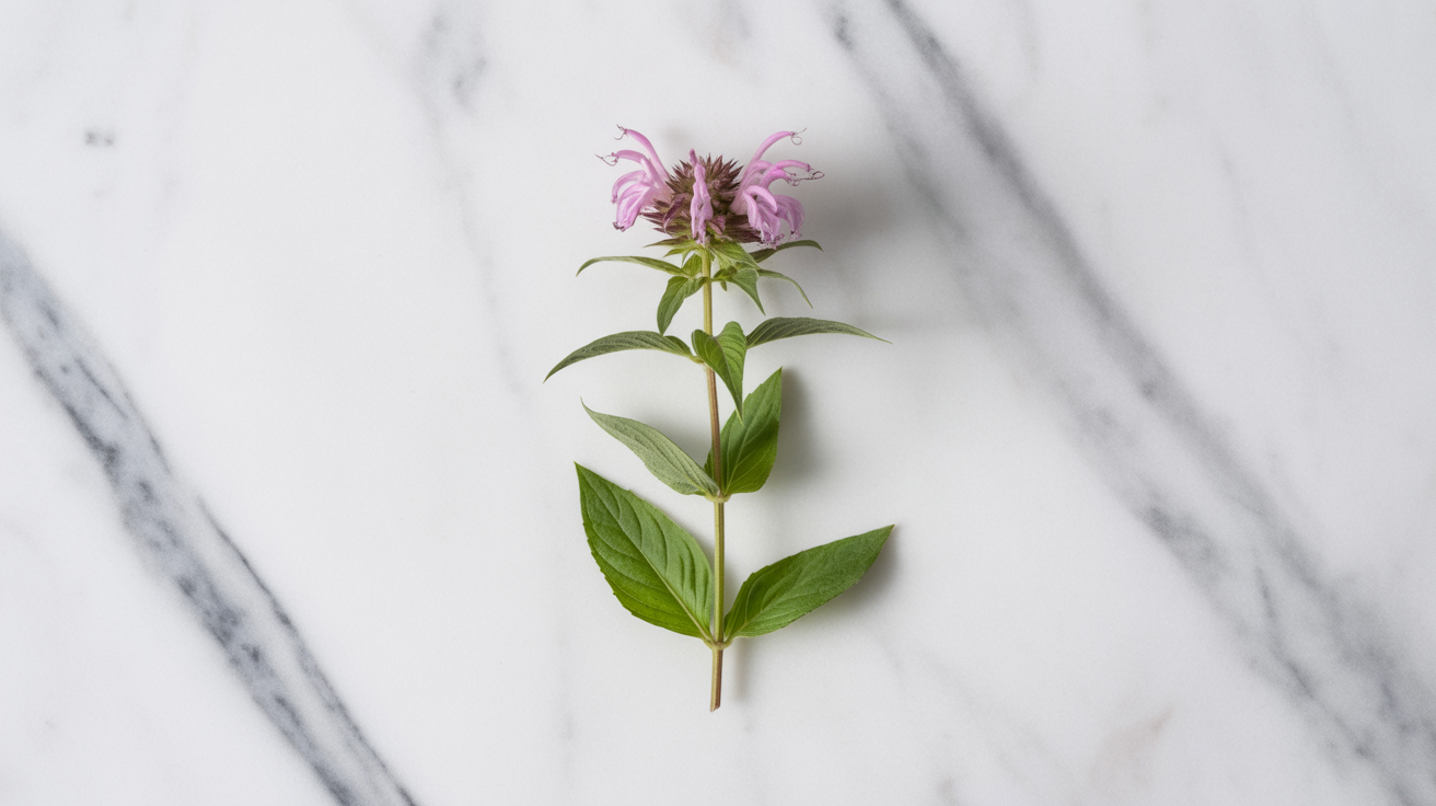 Bee Balm (Monarda didyma)