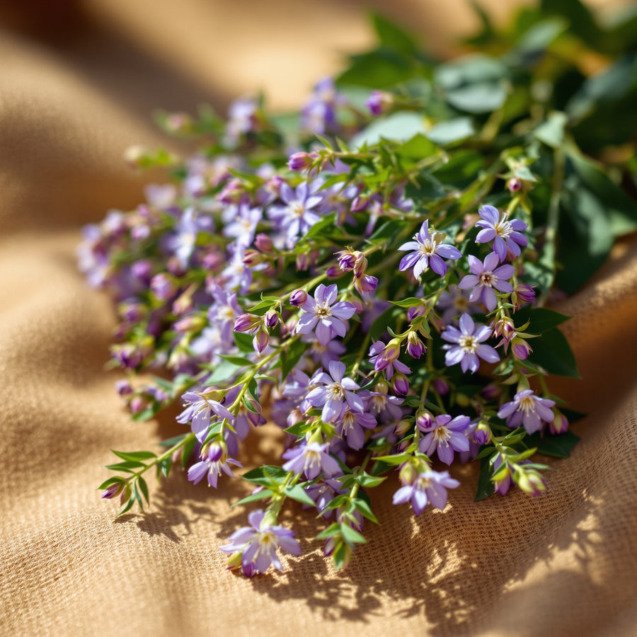 Skullcap