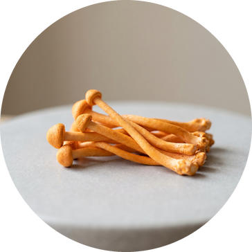 Cordyceps Mushroom