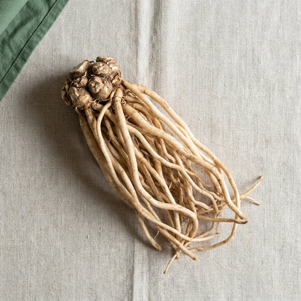 A cluster of asparagus roots
