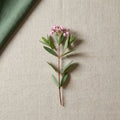 Dogbane Extract