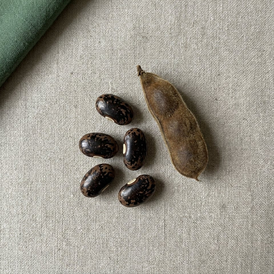 Mucuna pruriens seeds and a pod
