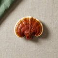 Reishi Mushroom Extract