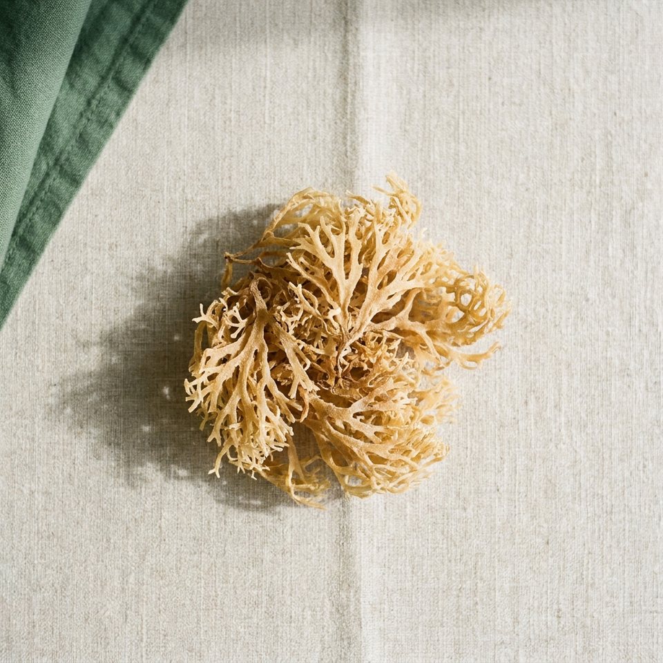 Dried sea moss